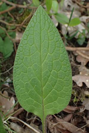 Symphytum bulbosum \ Knollen-Beinwell, Kleinbl�tiger Beinwell / Bulbous Comfrey, D Mannheim 1.4.2026
