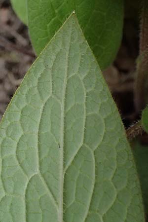 Symphytum bulbosum \ Knollen-Beinwell, Kleinbl�tiger Beinwell / Bulbous Comfrey, D Mannheim 1.4.2026