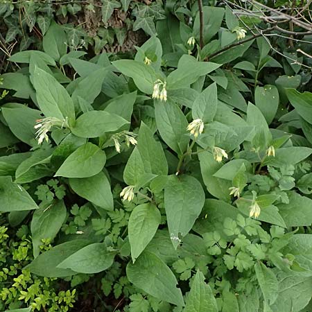 Symphytum bulbosum \ Knollen-Beinwell, Kleinbl�tiger Beinwell / Bulbous Comfrey, D Mannheim 1.4.2026