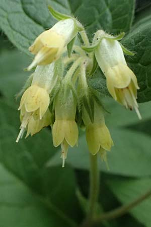 Symphytum bulbosum \ Knollen-Beinwell, Kleinbl�tiger Beinwell / Bulbous Comfrey, D Mannheim 1.4.2026