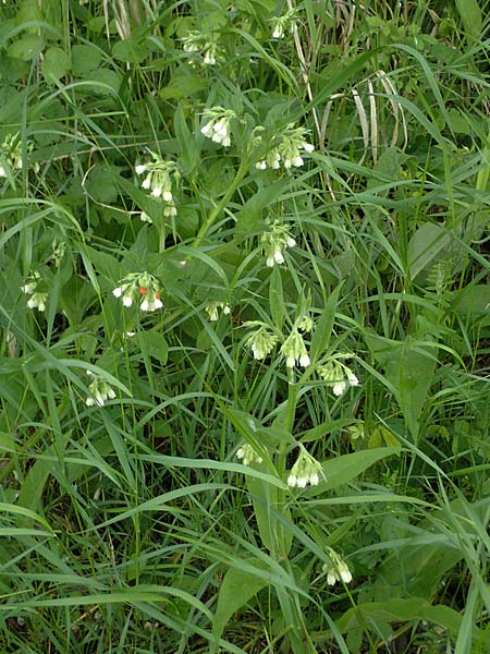 Symphytum bohemicum \ Wei�er Arznei-Beinwell / Bohemian Comfrey, D Mannheim 12.5.2026