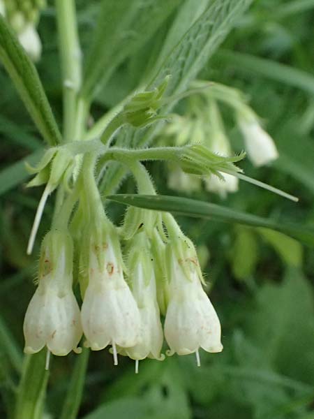 Symphytum bohemicum \ Wei�er Arznei-Beinwell / Bohemian Comfrey, D Mannheim 12.5.2026