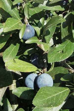 Prunus spinosa \ Schlehe, Schwarzdorn / Sloe, Blackthorn, D Mannheim 17.8.2007