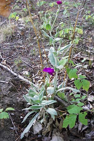 Silene coronaria \ Kronen-Lichtnelke, Kranz-Lichtnelke / Rose Campion, D Groß-Gerau 30.6.2015