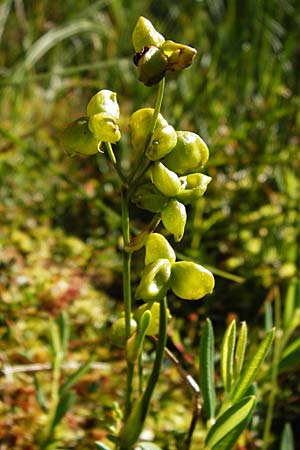 Scheuchzeria palustris \ Blumenbinse, Blasensimse / Rannoch Rush, Marsh Scheuchzeria, D Leutkirch 10.7.2015