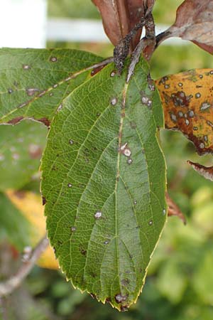 Sorbus aria x chamaemespilus \ Bastard-Zwerg-Mehlbeere, Filzige Zwerg-Mehlbeere / Bastard Dwarf Whitebeam, D Botan. Gar.  Universit.  Tübingen 3.9.2016
