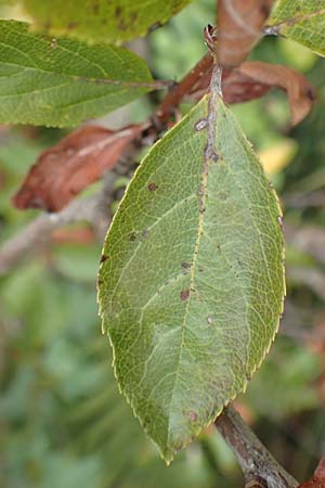 Sorbus aria x chamaemespilus \ Bastard-Zwerg-Mehlbeere, Filzige Zwerg-Mehlbeere / Bastard Dwarf Whitebeam, D Botan. Gar.  Universit.  Tübingen 3.9.2016