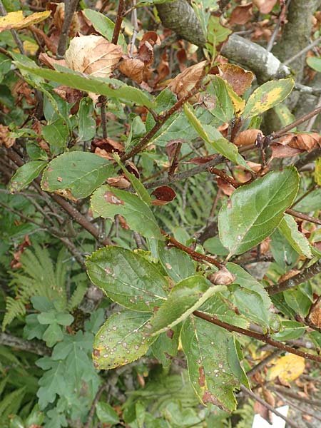 Sorbus aria x chamaemespilus \ Bastard-Zwerg-Mehlbeere, Filzige Zwerg-Mehlbeere / Bastard Dwarf Whitebeam, D Botan. Gar.  Universit.  Tübingen 3.9.2016