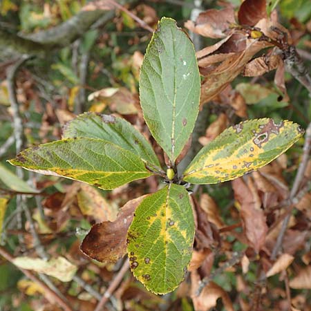Sorbus aria x chamaemespilus \ Bastard-Zwerg-Mehlbeere, Filzige Zwerg-Mehlbeere / Bastard Dwarf Whitebeam, D Botan. Gar.  Universit.  Tübingen 3.9.2016