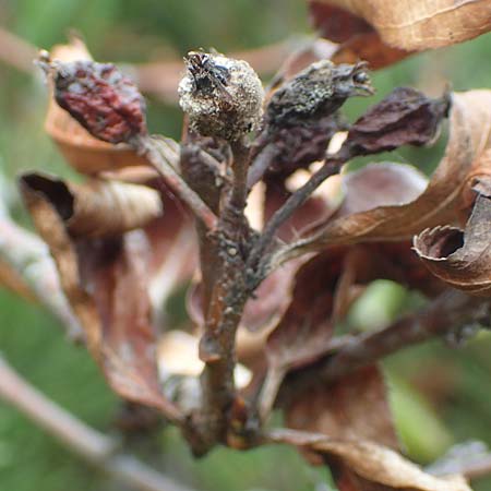 Sorbus aria x chamaemespilus \ Bastard-Zwerg-Mehlbeere, Filzige Zwerg-Mehlbeere / Bastard Dwarf Whitebeam, D Botan. Gar.  Universit.  Tübingen 3.9.2016