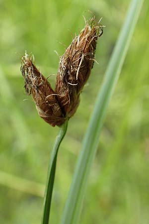 Bolboschoenus laticarpus \ Breitfrchtige Strandsimse / Broadseed Club-Rush, D Groß-Gerau 15.7.2017