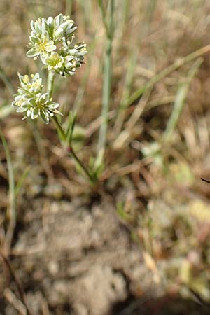 Scleranthus perennis \ Ausdauerndes Knuelkraut / Perennial Knawel, D Herborn 9.5.2018