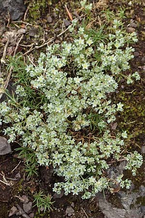 Scleranthus perennis \ Ausdauerndes Knuelkraut / Perennial Knawel, D Donnersberg 1.6.2018