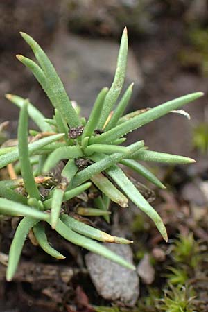 Scleranthus perennis \ Ausdauerndes Knuelkraut / Perennial Knawel, D Donnersberg 1.6.2018