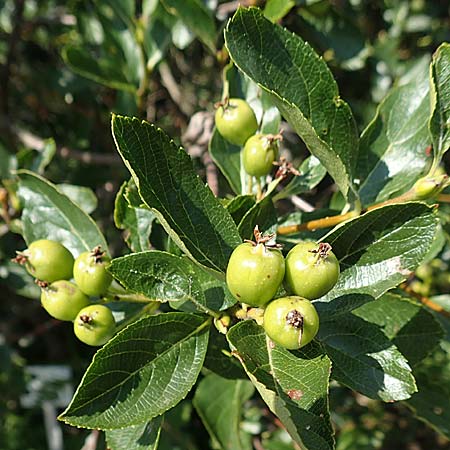 Sorbus aria x chamaemespilus \ Bastard-Zwerg-Mehlbeere, Filzige Zwerg-Mehlbeere / Bastard Dwarf Whitebeam, D Botan. Gar.  Universit.  Tübingen 6.6.2018