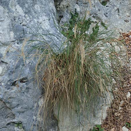 Stipa calamagrostis \ Silber-Raugras, Silber-hrengras / Rough Feather-Grass, Silver Spike Grass, D Beuron 26.6.2018
