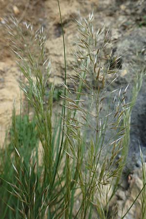 Stipa calamagrostis \ Silber-Raugras, Silber-hrengras / Rough Feather-Grass, Silver Spike Grass, D Beuron 26.6.2018