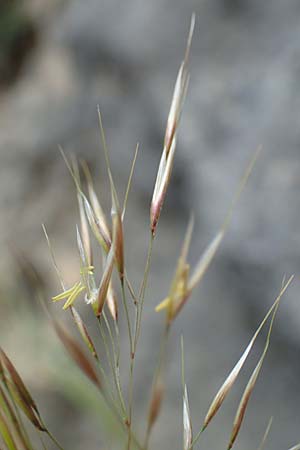 Stipa calamagrostis \ Silber-Raugras, Silber-hrengras / Rough Feather-Grass, Silver Spike Grass, D Beuron 26.6.2018