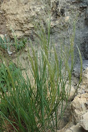 Stipa calamagrostis \ Silber-Raugras, Silber-hrengras / Rough Feather-Grass, Silver Spike Grass, D Beuron 26.6.2018