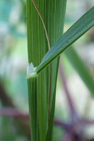 Arrhenatherum elatius \ Gewhnlicher Glatthafer / Bulbous Oat Grass, Tall Oat Grass, D Beuron 27.6.2018