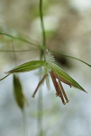Arrhenatherum elatius \ Gewhnlicher Glatthafer / Bulbous Oat Grass, Tall Oat Grass, D Beuron 27.6.2018