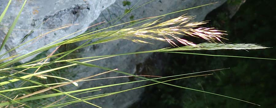 Stipa calamagrostis \ Silber-Raugras, Silber-hrengras / Rough Feather-Grass, Silver Spike Grass, D Beuron 27.6.2018