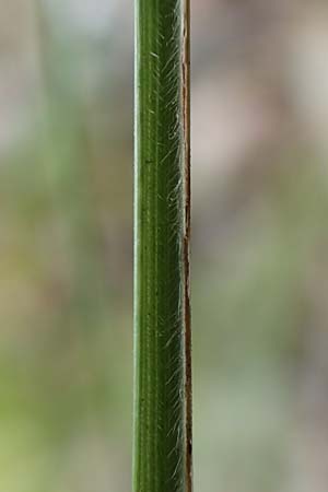 Stipa capillata \ Haar-Pfriemengras / Feather-Grass, Needle Grass, D Schwetzingen 28.6.2018