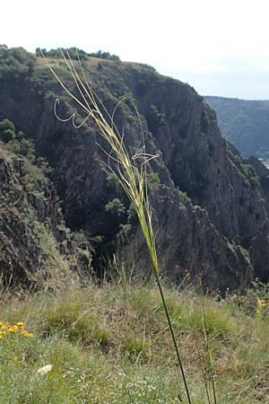 Stipa capillata \ Haar-Pfriemengras / Feather-Grass, Needle Grass, D Rotenfels 29.6.2018