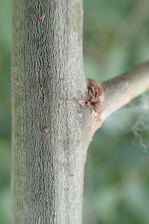 Salix cinerea \ Grau-Weide, Asch-Weide / Grey Willow, D Neulußheim 7.7.2018