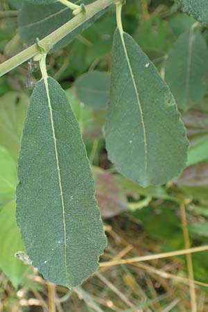 Salix cinerea \ Grau-Weide, Asch-Weide / Grey Willow, D Neulußheim 7.7.2018