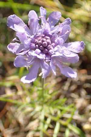 Scabiosa canescens \ Graue Skabiose, Duft-Skabiose / Fragrant Scabious, D MZ 10.10.2018