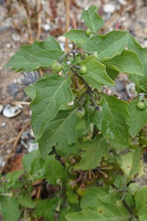 Solanum chenopodioides, Gänsefußblättriger Nachtschatten, Zierlicher Nachtschatten