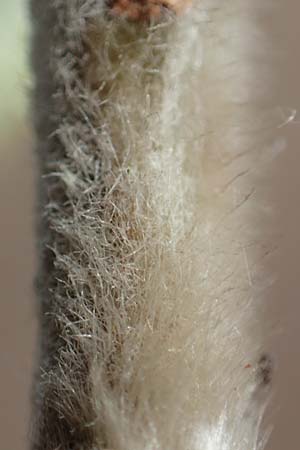 Salix caprea \ Sal-Weide / Goat Willow, D Römerberg 13.3.2019