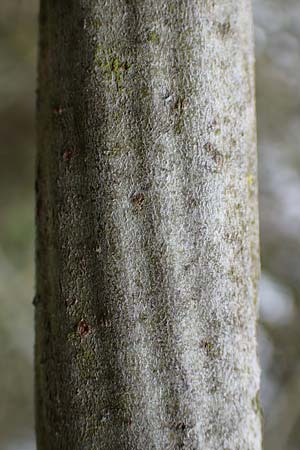 Salix cinerea \ Grau-Weide, Asch-Weide / Grey Willow, D Weinheim an der Bergstraße 16.3.2019