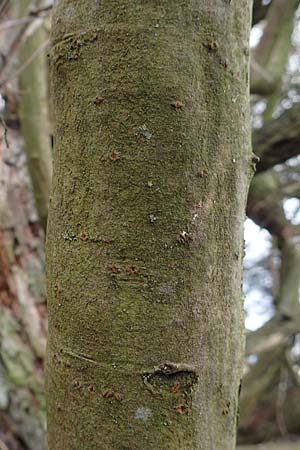 Salix cinerea \ Grau-Weide, Asch-Weide / Grey Willow, D Weinheim an der Bergstraße 16.3.2019