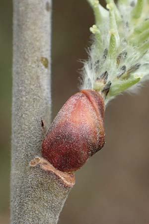 Salix cinerea \ Grau-Weide, Asch-Weide / Grey Willow, D Weinheim an der Bergstraße 16.3.2019