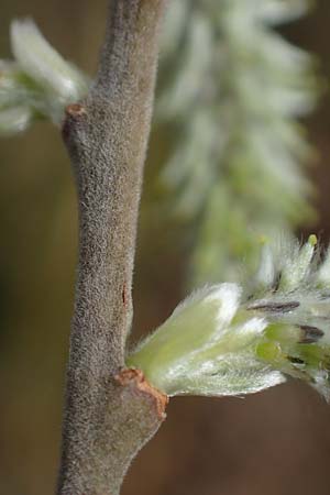 Salix cinerea \ Grau-Weide, Asch-Weide / Grey Willow, D Weinheim an der Bergstraße 16.3.2019