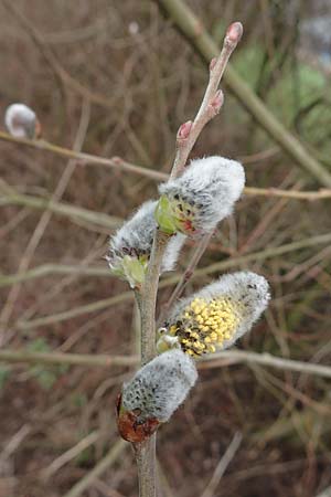 Salix cinerea \ Grau-Weide, Asch-Weide / Grey Willow, D Weinheim an der Bergstraße 16.3.2019