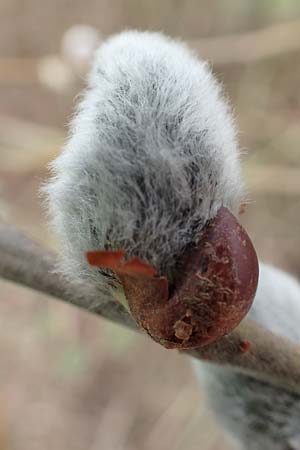 Salix cinerea \ Grau-Weide, Asch-Weide / Grey Willow, D Weinheim an der Bergstraße 16.3.2019