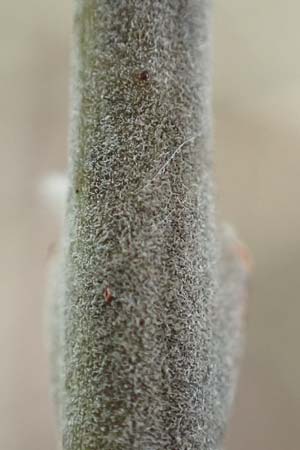 Salix cinerea \ Grau-Weide, Asch-Weide / Grey Willow, D Weinheim an der Bergstraße 16.3.2019