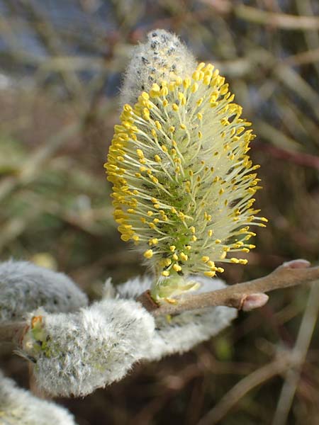 Salix cinerea \ Grau-Weide, Asch-Weide / Grey Willow, D Weinheim an der Bergstraße 16.3.2019