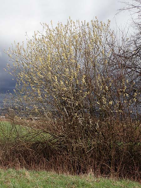Salix cinerea \ Grau-Weide, Asch-Weide / Grey Willow, D Weinheim an der Bergstraße 16.3.2019