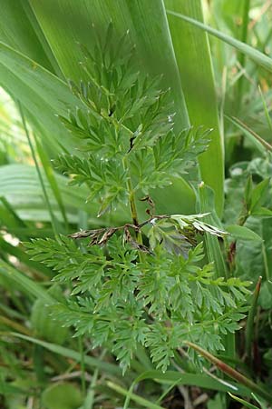 Selinum carvifolia \ Kmmelblttrige Silge / Cambridge Milk Parsley, D Dietzenbach 19.5.2019
