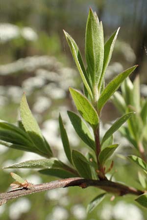 Spiraea x cinerea \ Aschgrauer Spierstrauch, Weie Rispen-Spiere, D Mannheim 6.4.2020