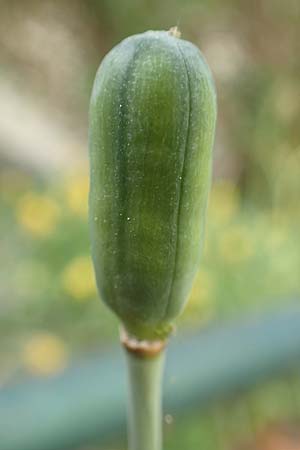 Fritillaria meleagris \ Gewhnliche Schachblume, Schachbrett-Blume / Fritillary, D Mannheim 15.4.2020