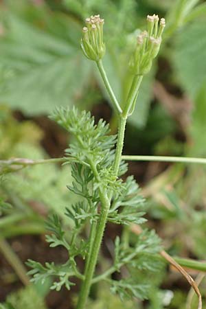 Scandix pecten-veneris \ Echter Venuskamm / Shepherd's Needle, D Neuleiningen 25.5.2020