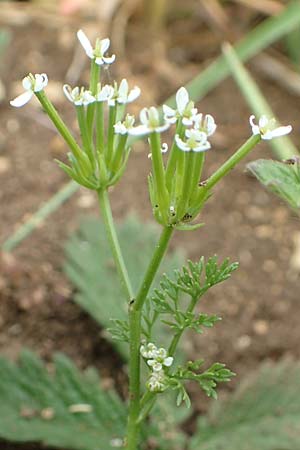 Scandix pecten-veneris \ Echter Venuskamm / Shepherd's Needle, D Neuleiningen 25.5.2020