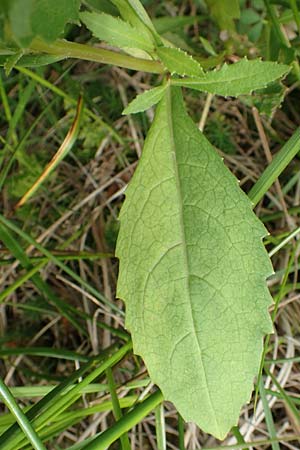 Senecio hercynicus \ Hain-Greiskraut, Harz-Greiskraut / Mountain Woundwort, D Hunsrück, Börfink 18.7.2020