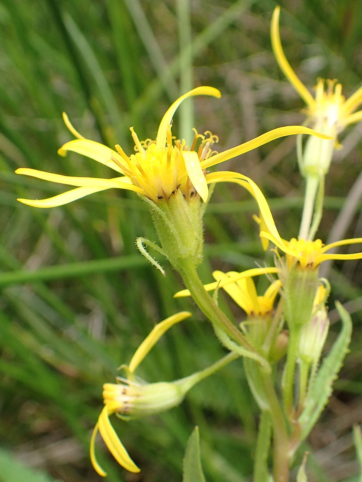 Senecio hercynicus \ Hain-Greiskraut, Harz-Greiskraut / Mountain Woundwort, D Hunsrück, Börfink 18.7.2020