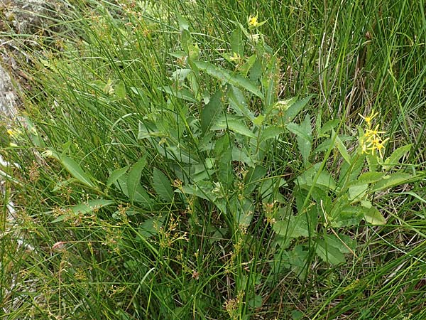 Senecio hercynicus \ Hain-Greiskraut, Harz-Greiskraut / Mountain Woundwort, D Hunsrück, Börfink 18.7.2020